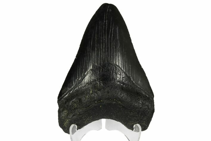 Fossil Megalodon Tooth - Georgia #144282